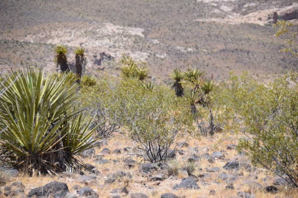 DSC_0225Mittel_.JPG